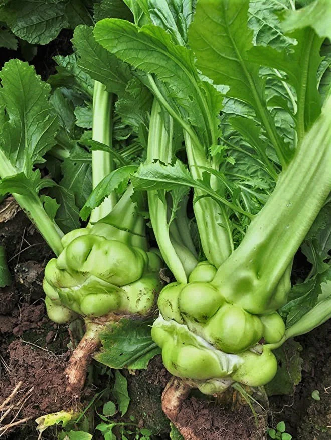 Chinese Stem Mustard Tuber - Image 3