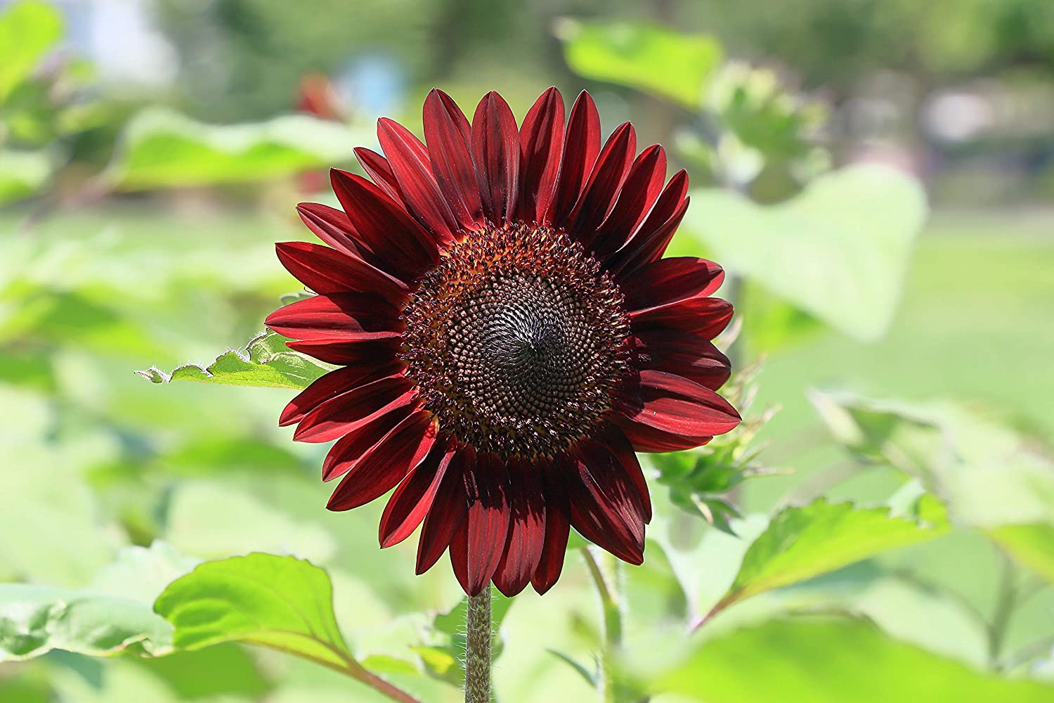 Chocolate Cherry Sunflower - Image 3
