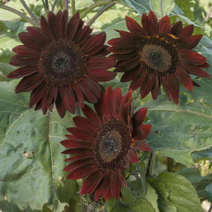 Chocolate Cherry Sunflower - Image 4