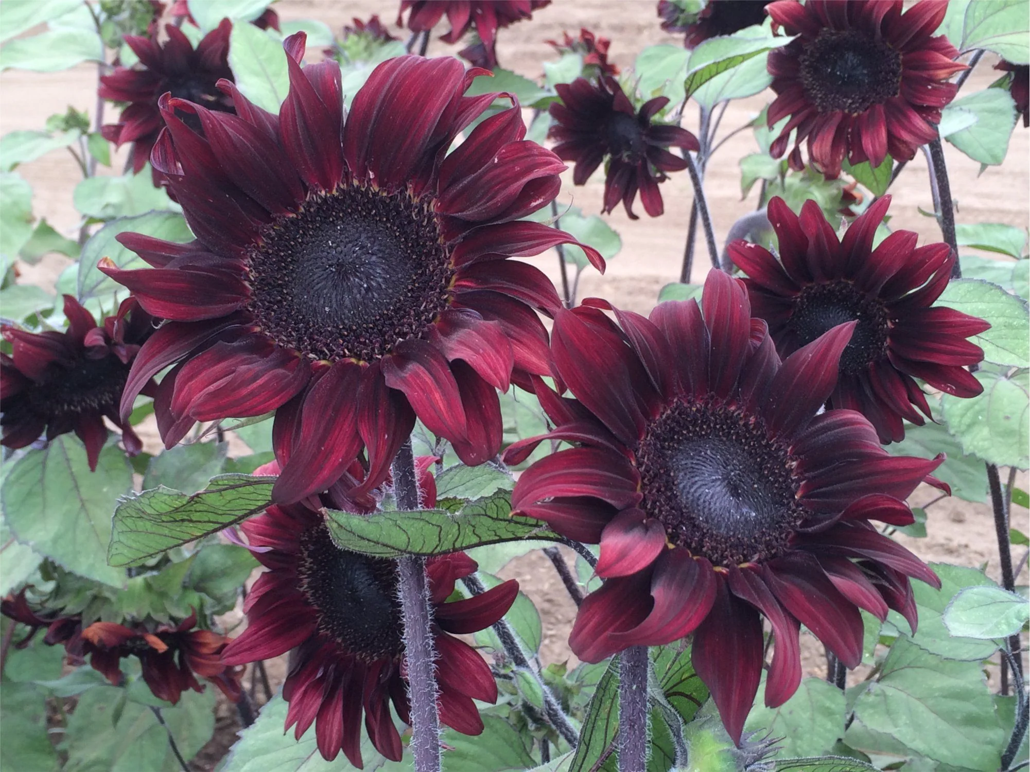 Chocolate Cherry Sunflower - Image 5