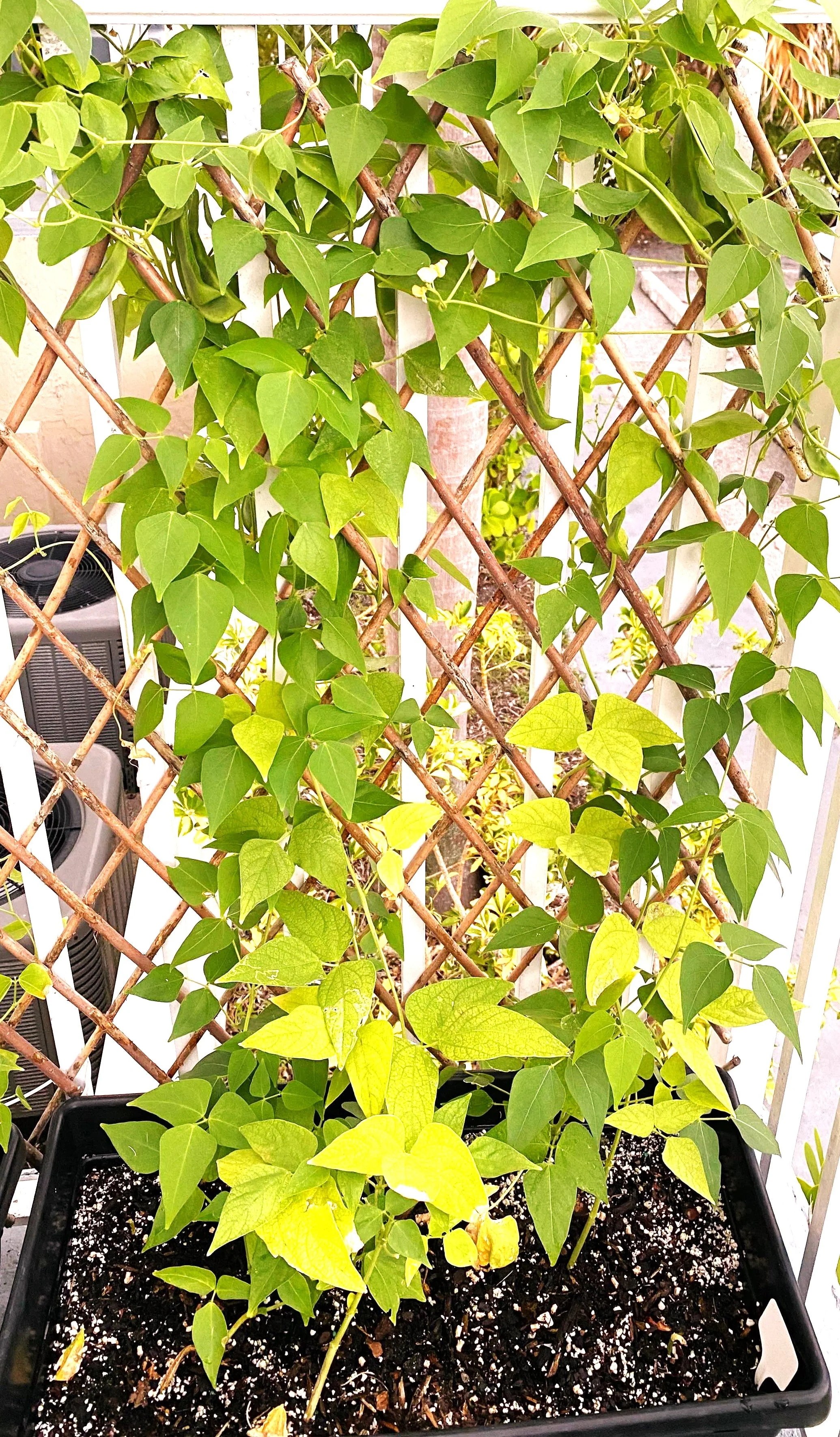 Christmas Lima Bean (Pole) - Image 3