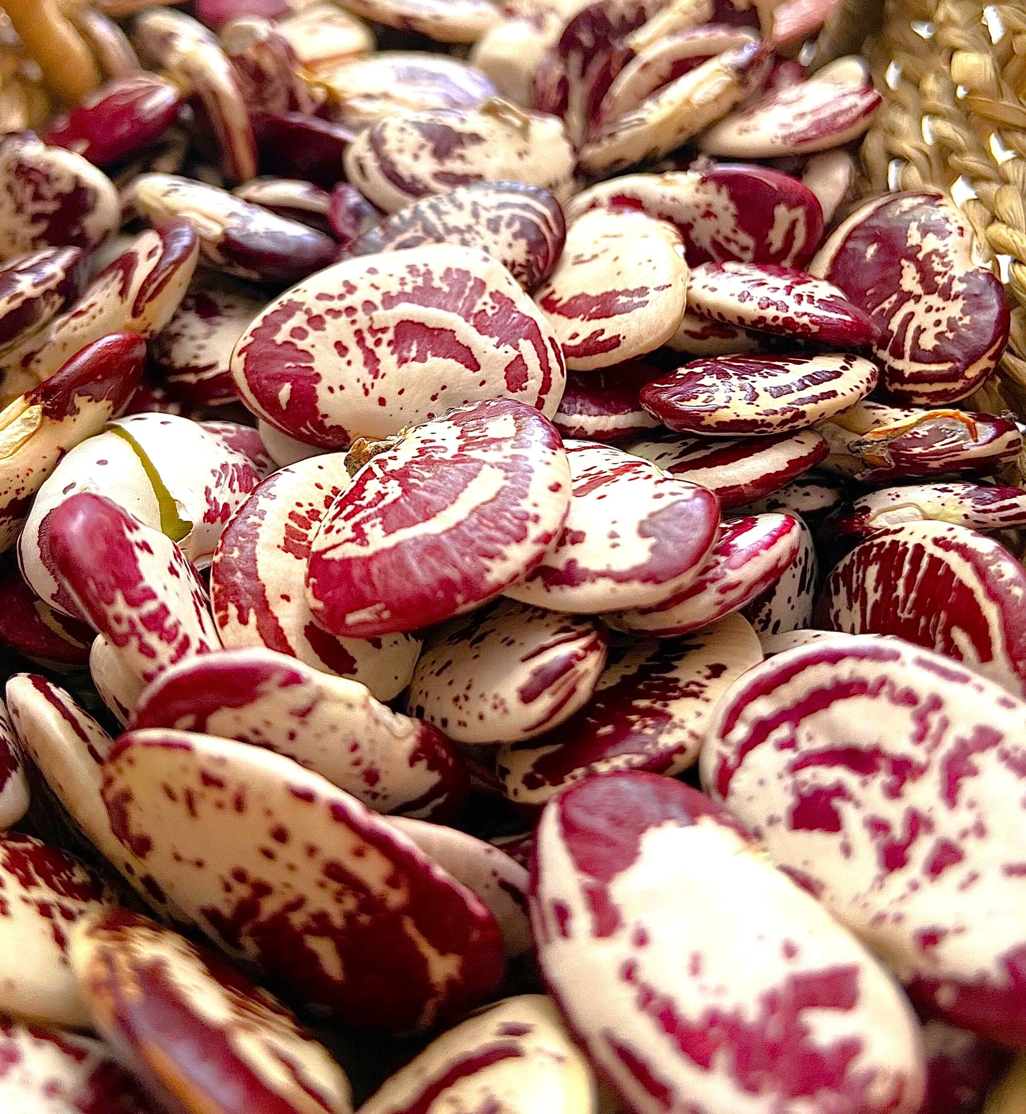 Christmas Lima Bean (Pole) - Image 8
