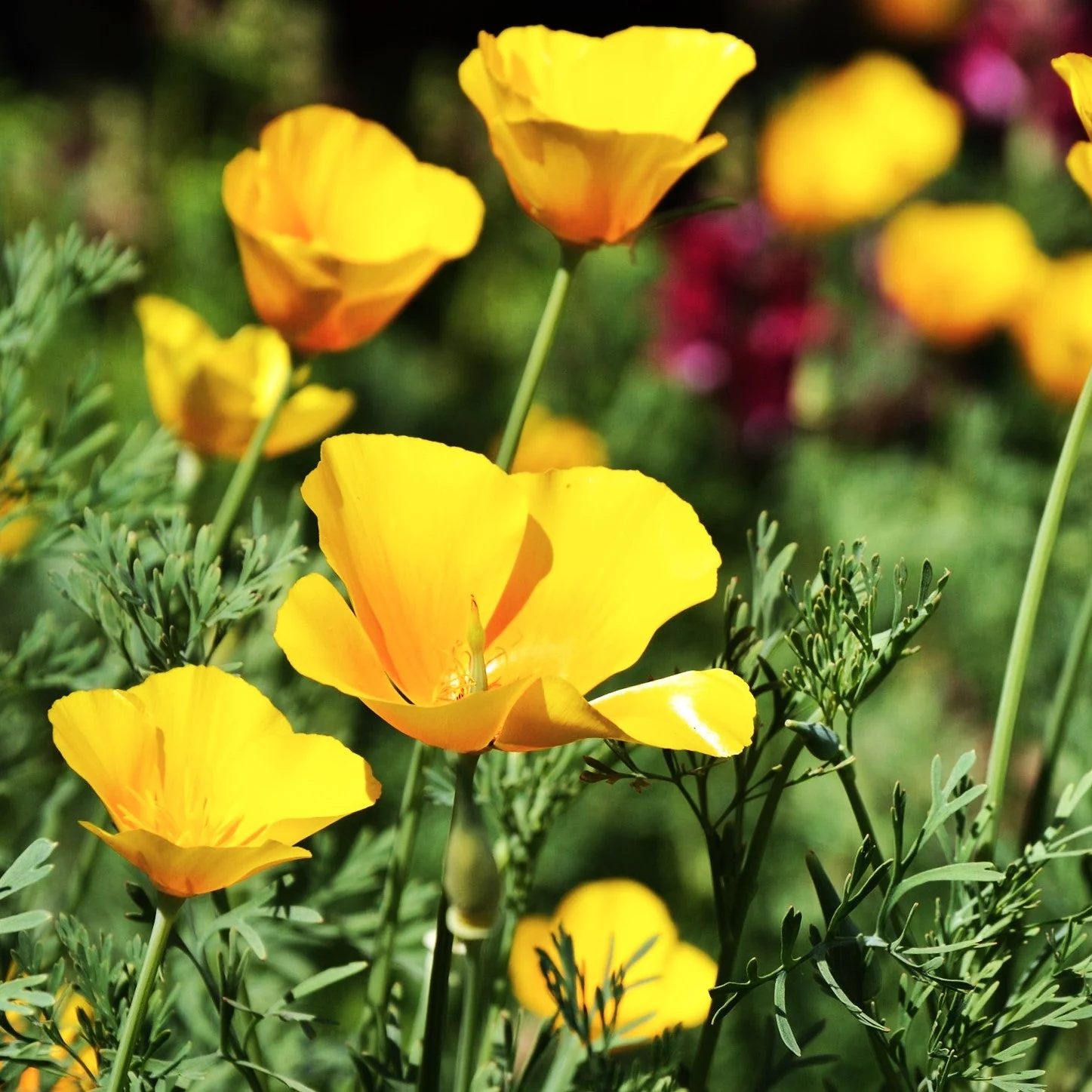 Chrome Queen Dwarf Yellow California Poppy