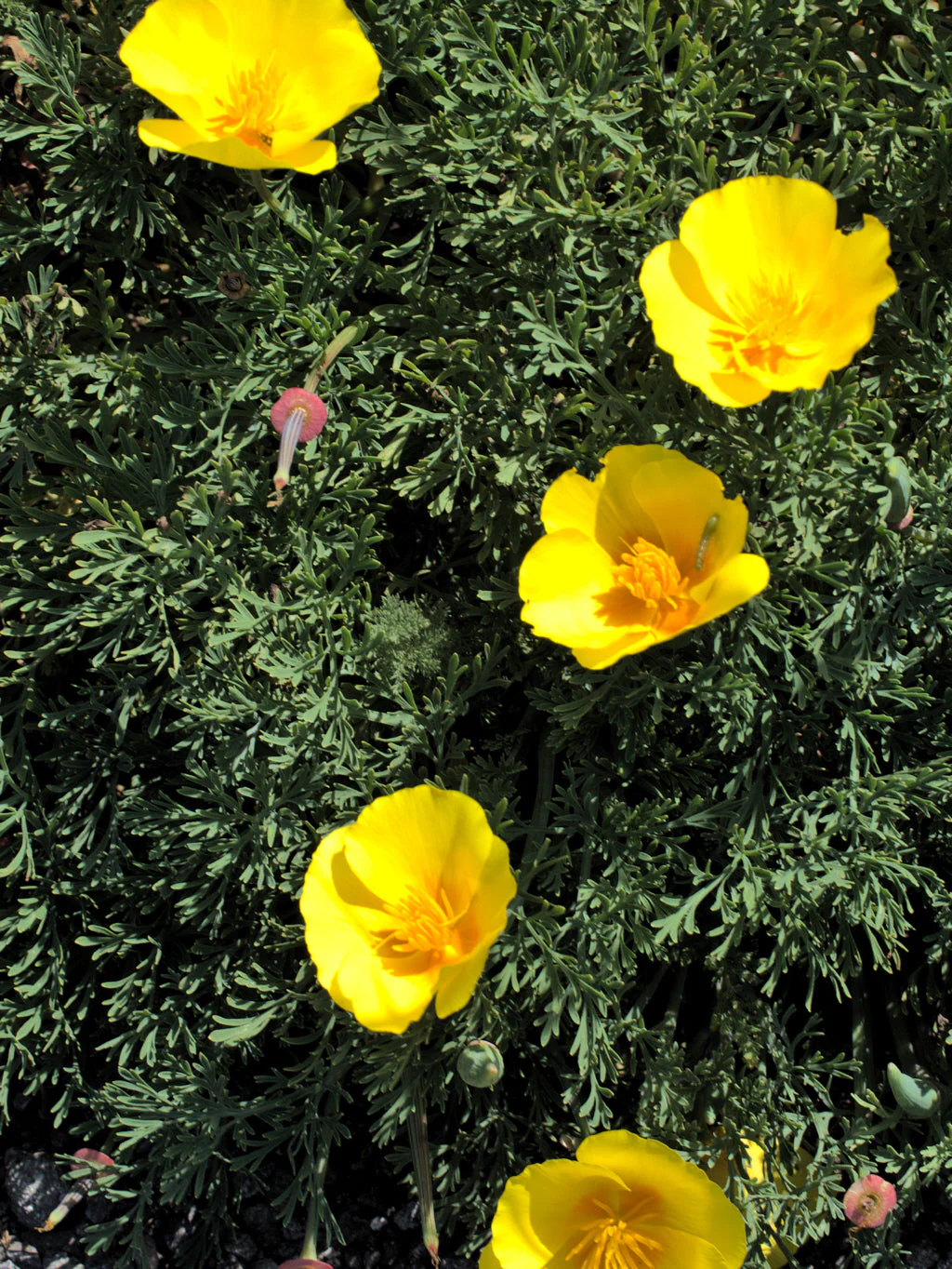 Chrome Queen Dwarf Yellow California Poppy - Image 10