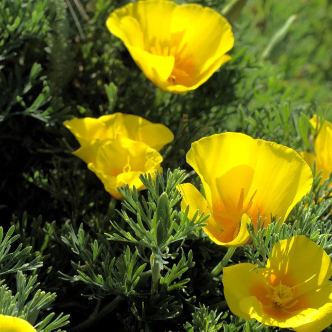 Chrome Queen Dwarf Yellow California Poppy - Image 2
