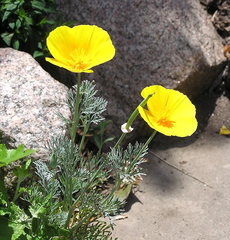 Chrome Queen Dwarf Yellow California Poppy - Image 3