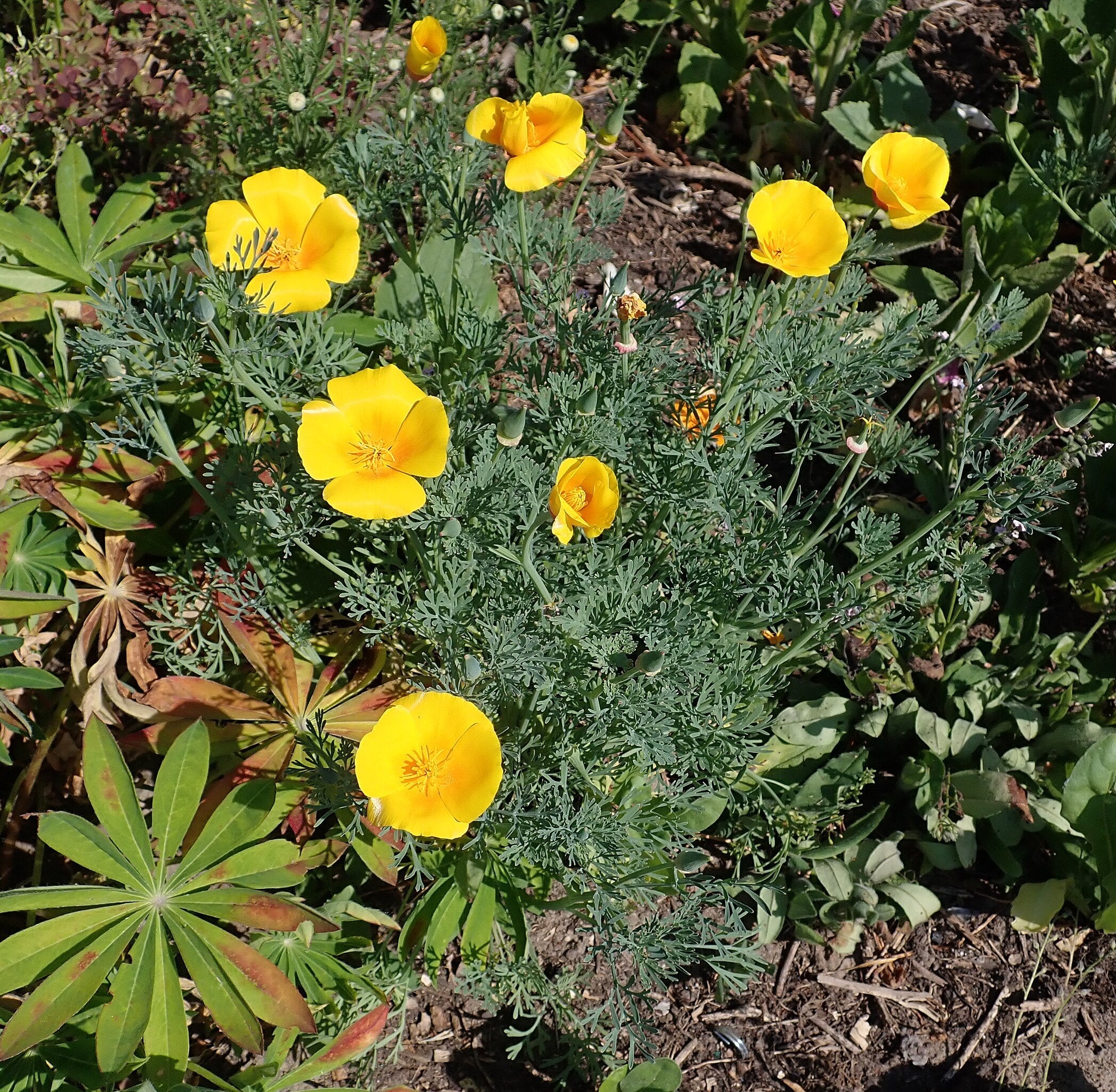Chrome Queen Dwarf Yellow California Poppy - Image 4