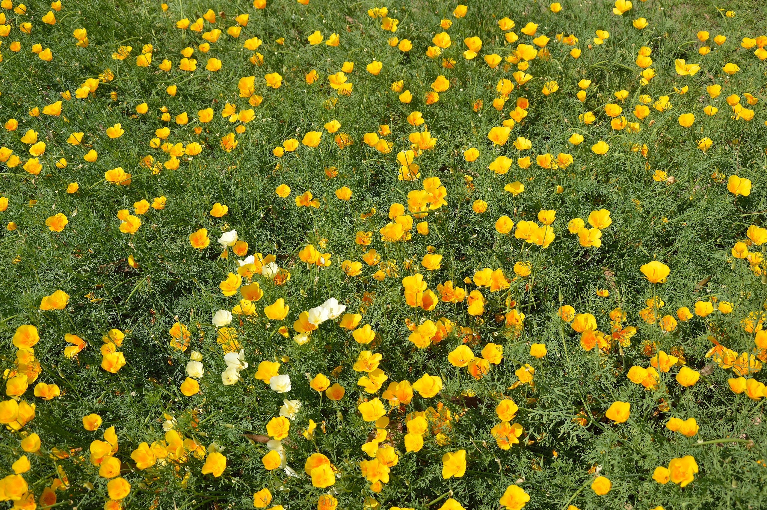 Chrome Queen Dwarf Yellow California Poppy - Image 6