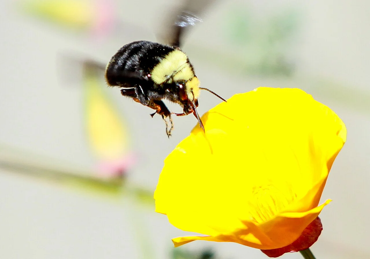 Chrome Queen Dwarf Yellow California Poppy - Image 7
