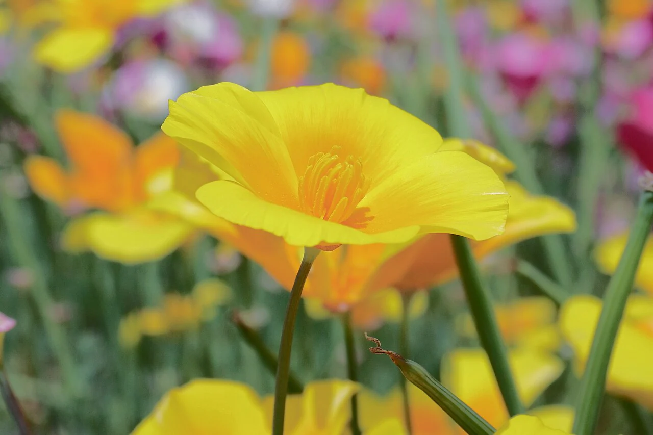 Chrome Queen Dwarf Yellow California Poppy - Image 8