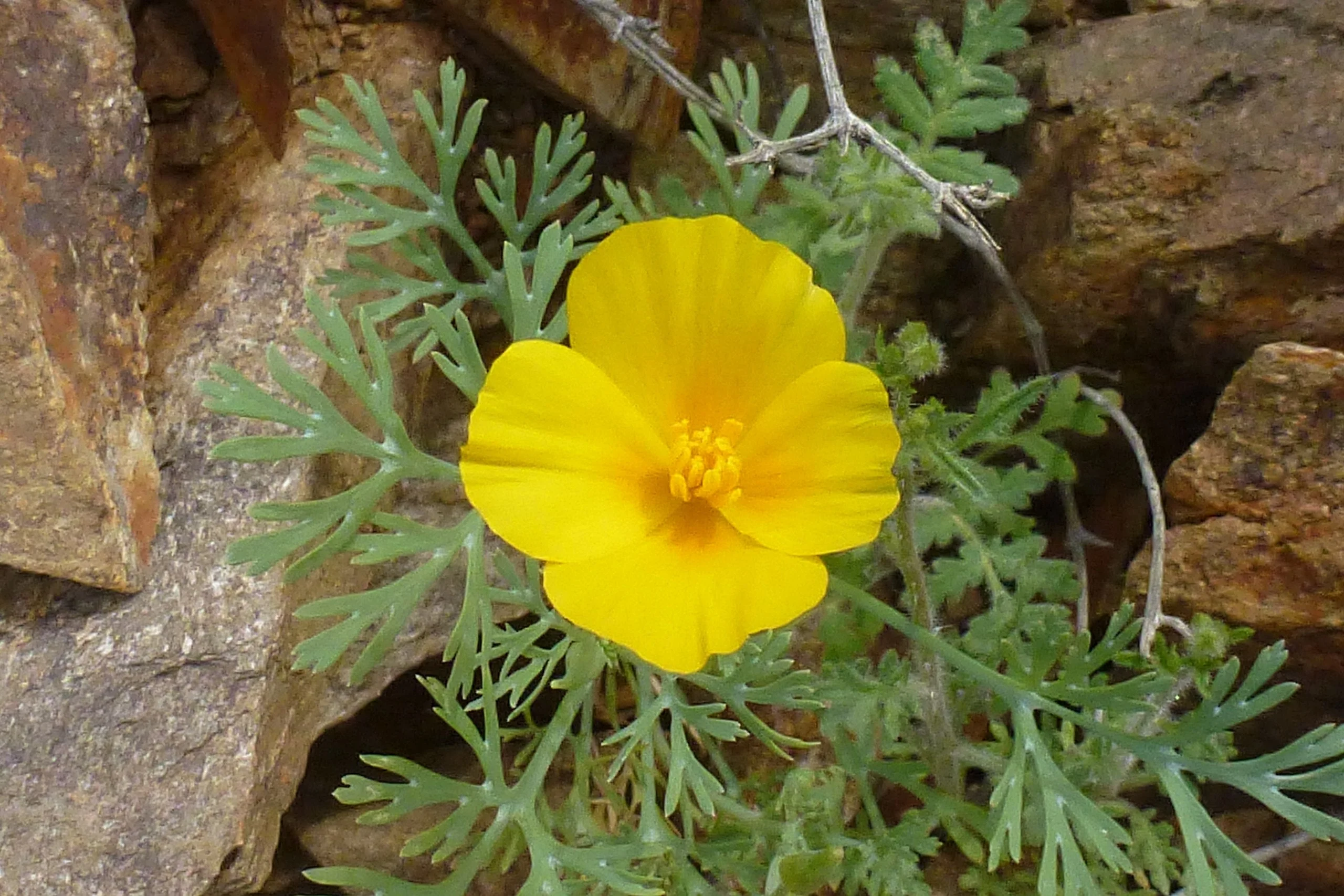 Chrome Queen Dwarf Yellow California Poppy - Image 9