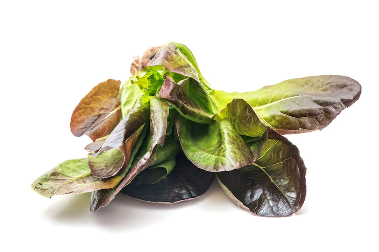 Cimmaron Romaine Lettuce - Image 10