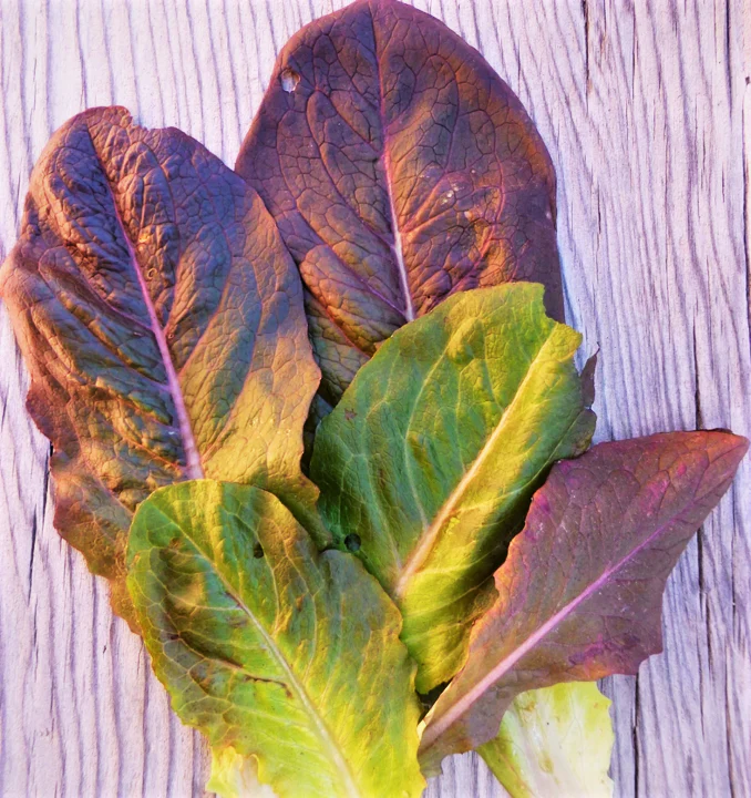Cimmaron Romaine Lettuce - Image 4