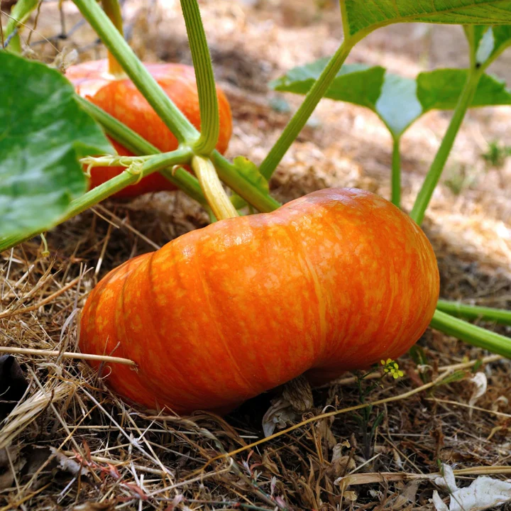 Cinderella Pumpkin - Image 3