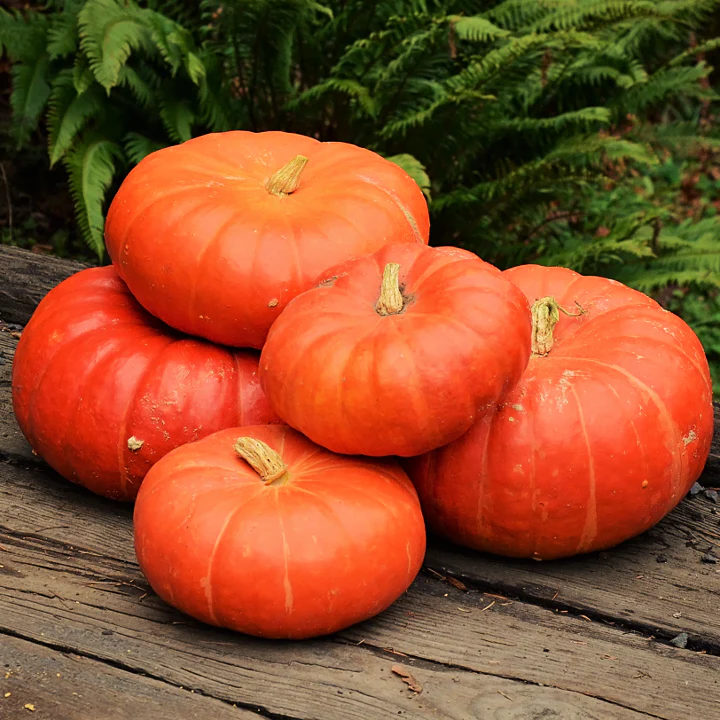 Cinderella Pumpkin - Image 4