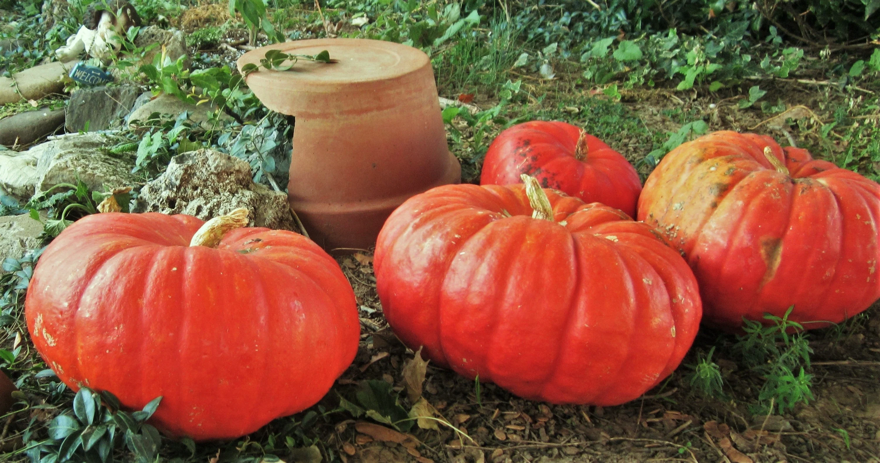 Cinderella Pumpkin - Image 5