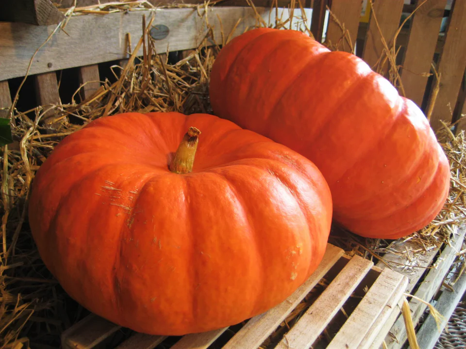 Cinderella Pumpkin - Image 6