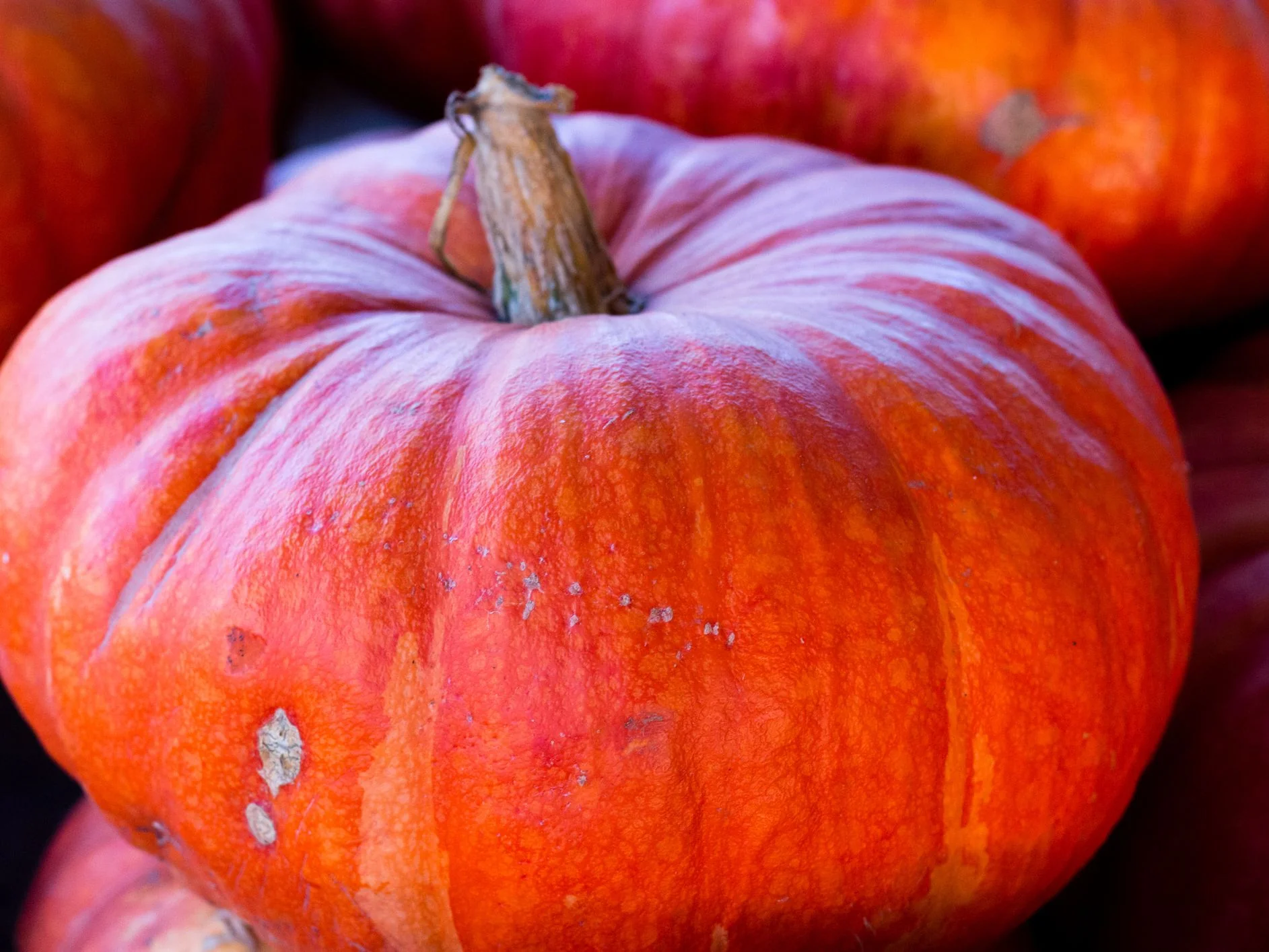 Cinderella Pumpkin - Image 7
