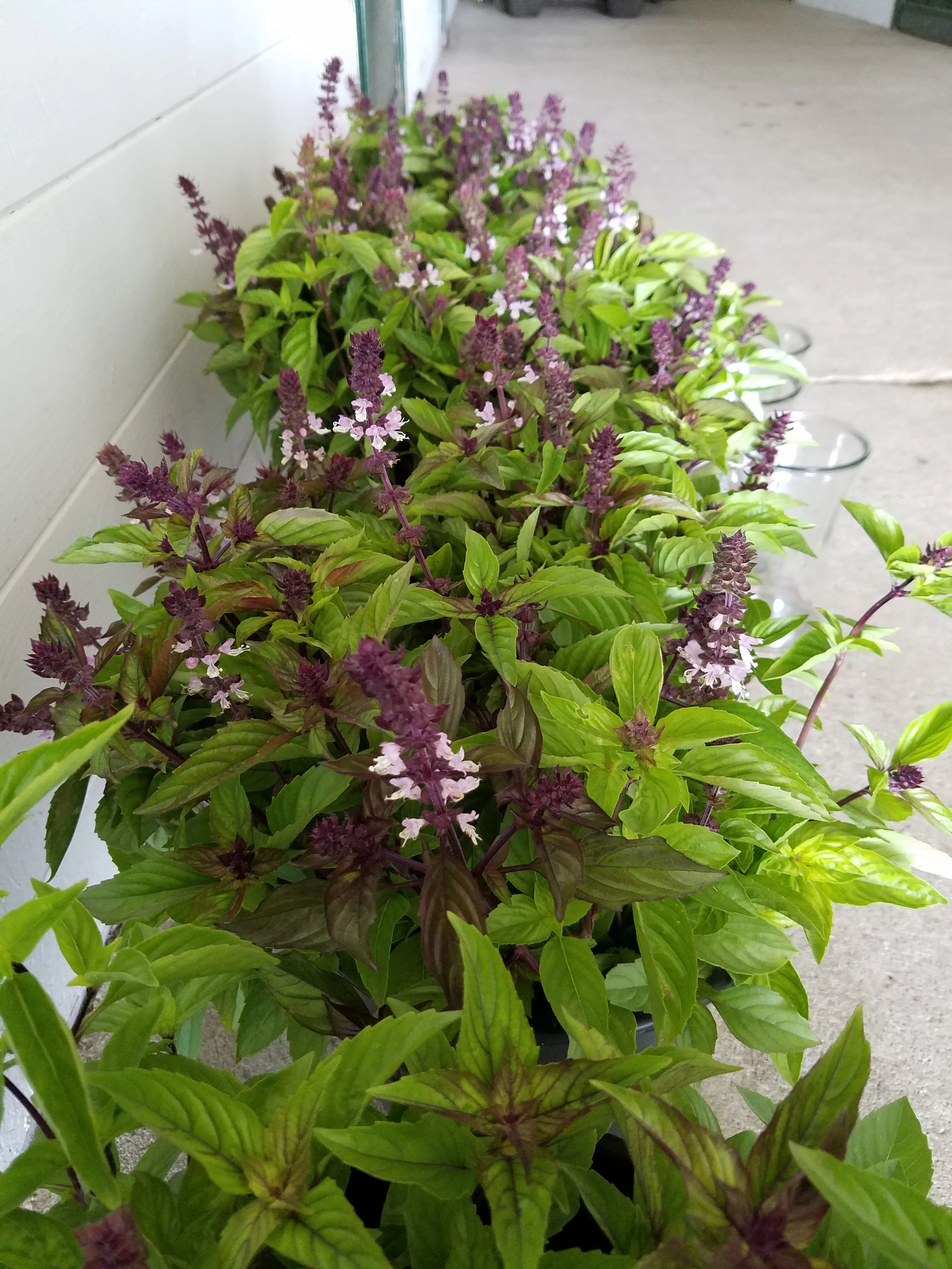 Cinnamon Basil - Image 3