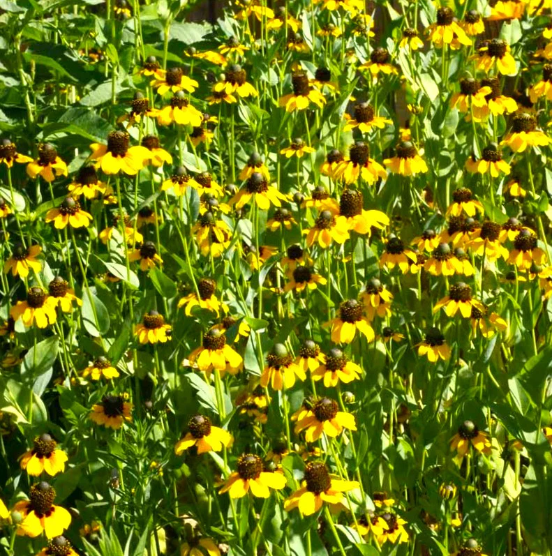 Clasping Coneflower - Image 4