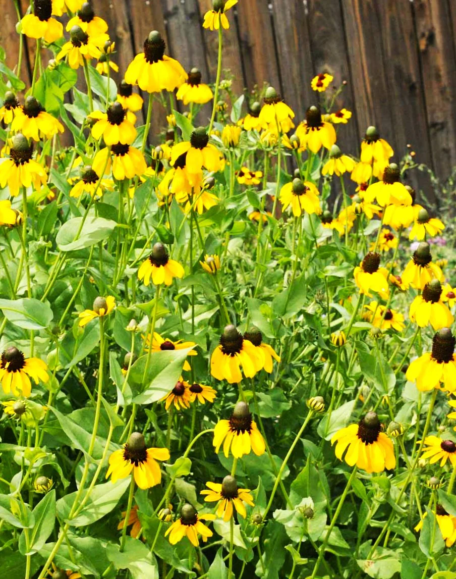 Clasping Coneflower - Image 5