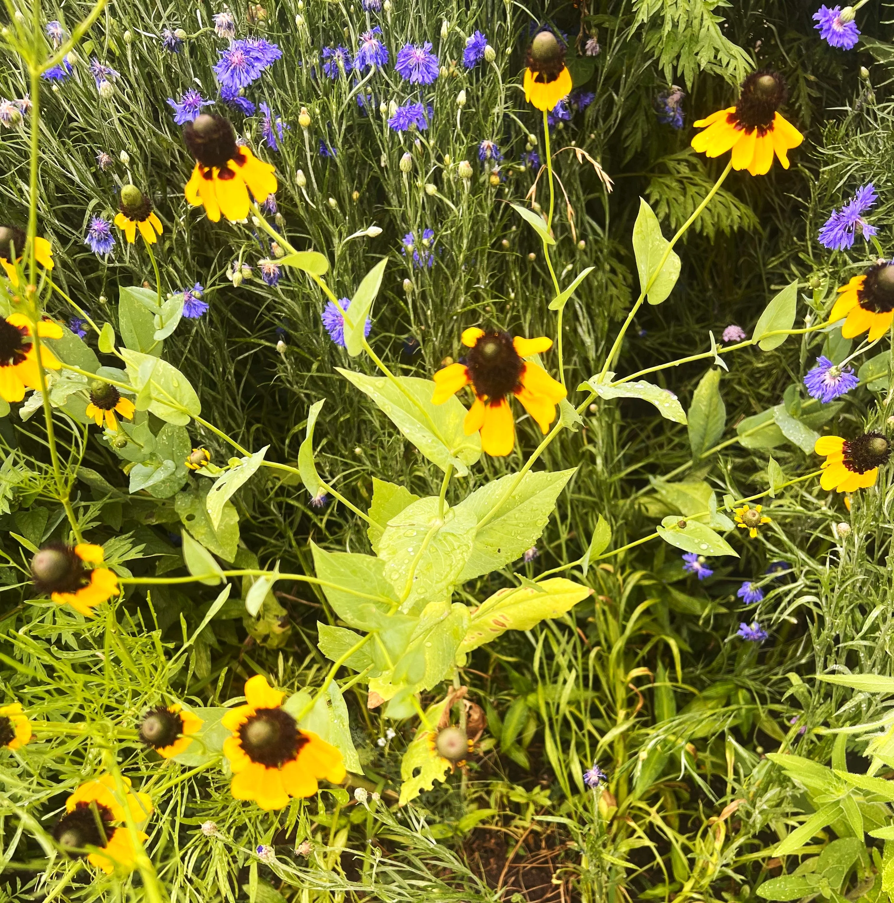 Clasping Coneflower - Image 6