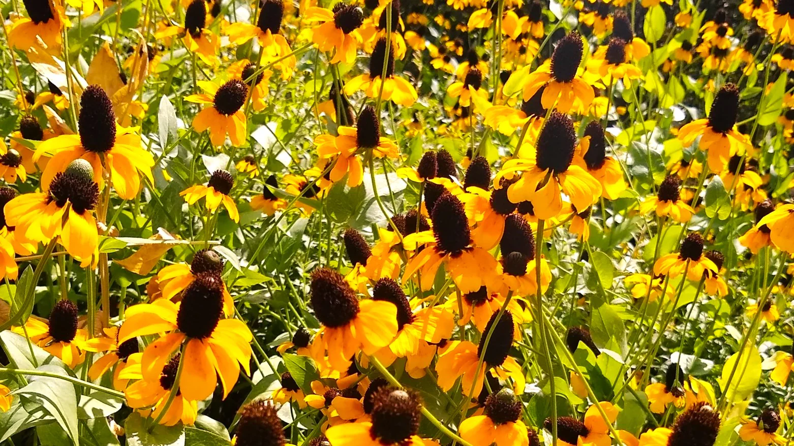 Clasping Coneflower - Image 7