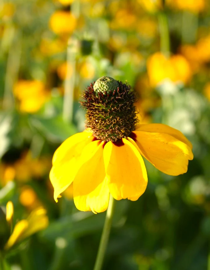Clasping Coneflower - Image 8