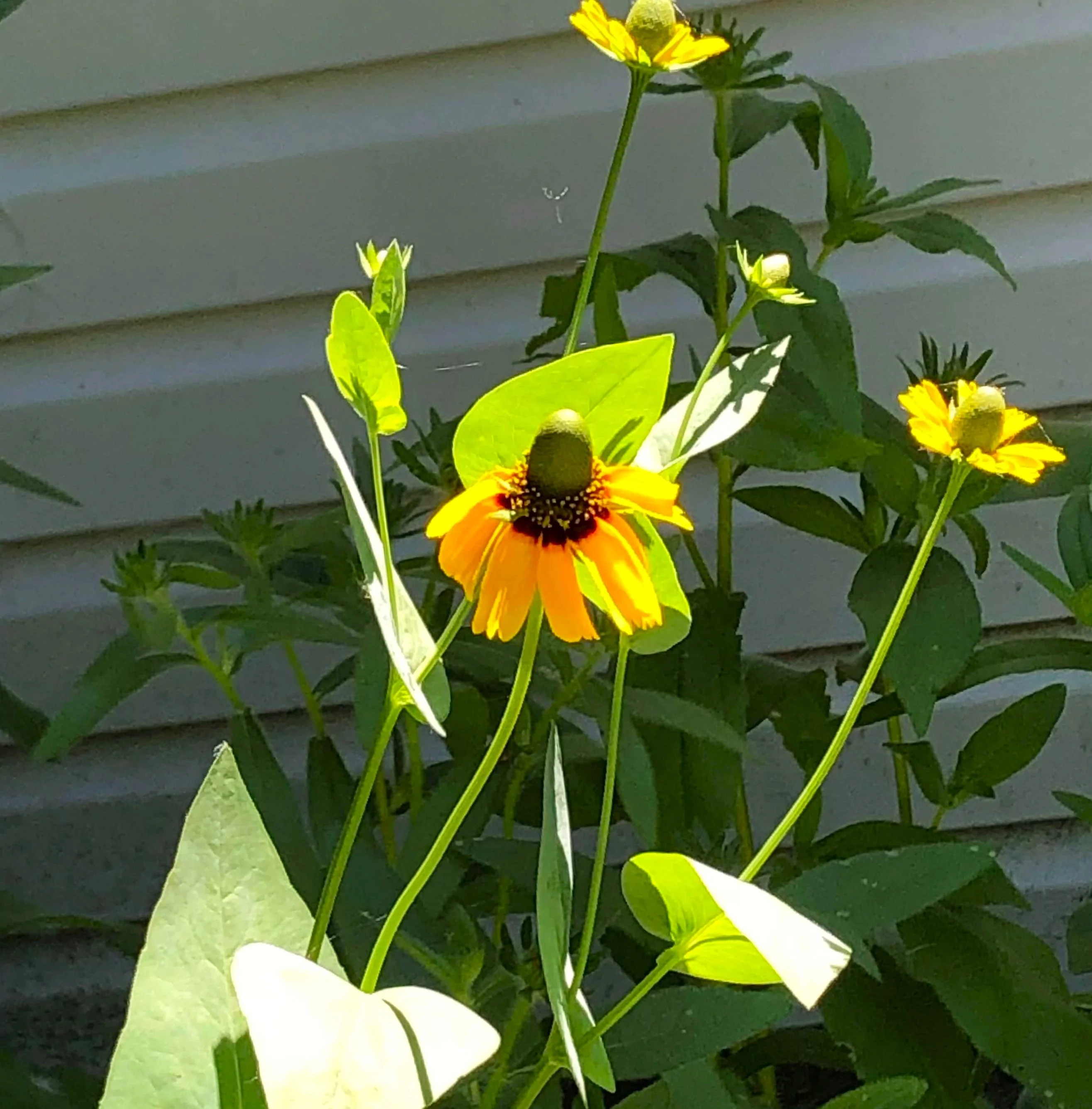 Clasping Coneflower - Image 9