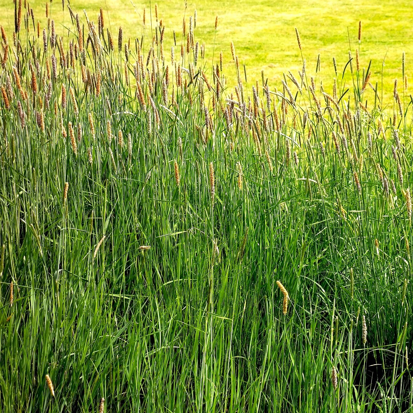 Climax Timothy Grass