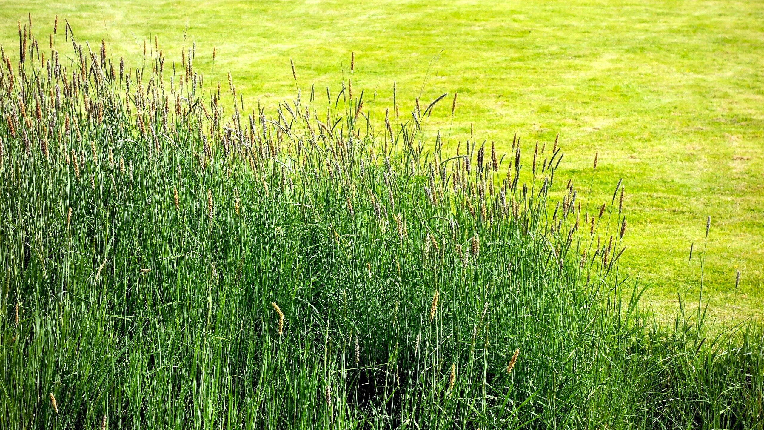 Climax Timothy Grass - Image 10