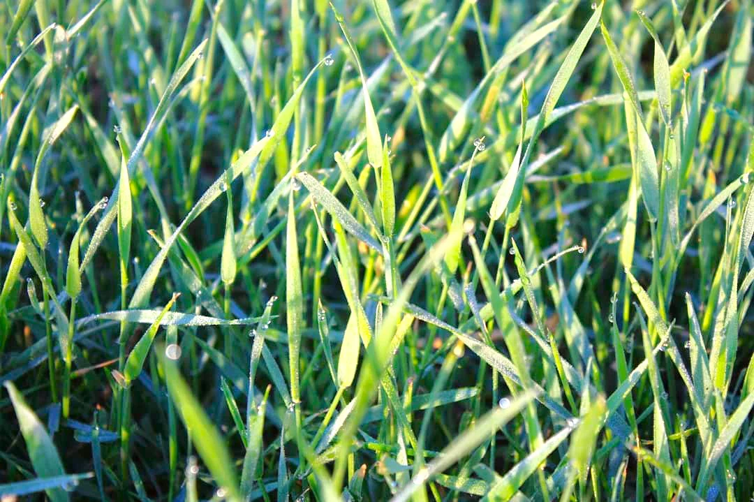 Climax Timothy Grass - Image 3