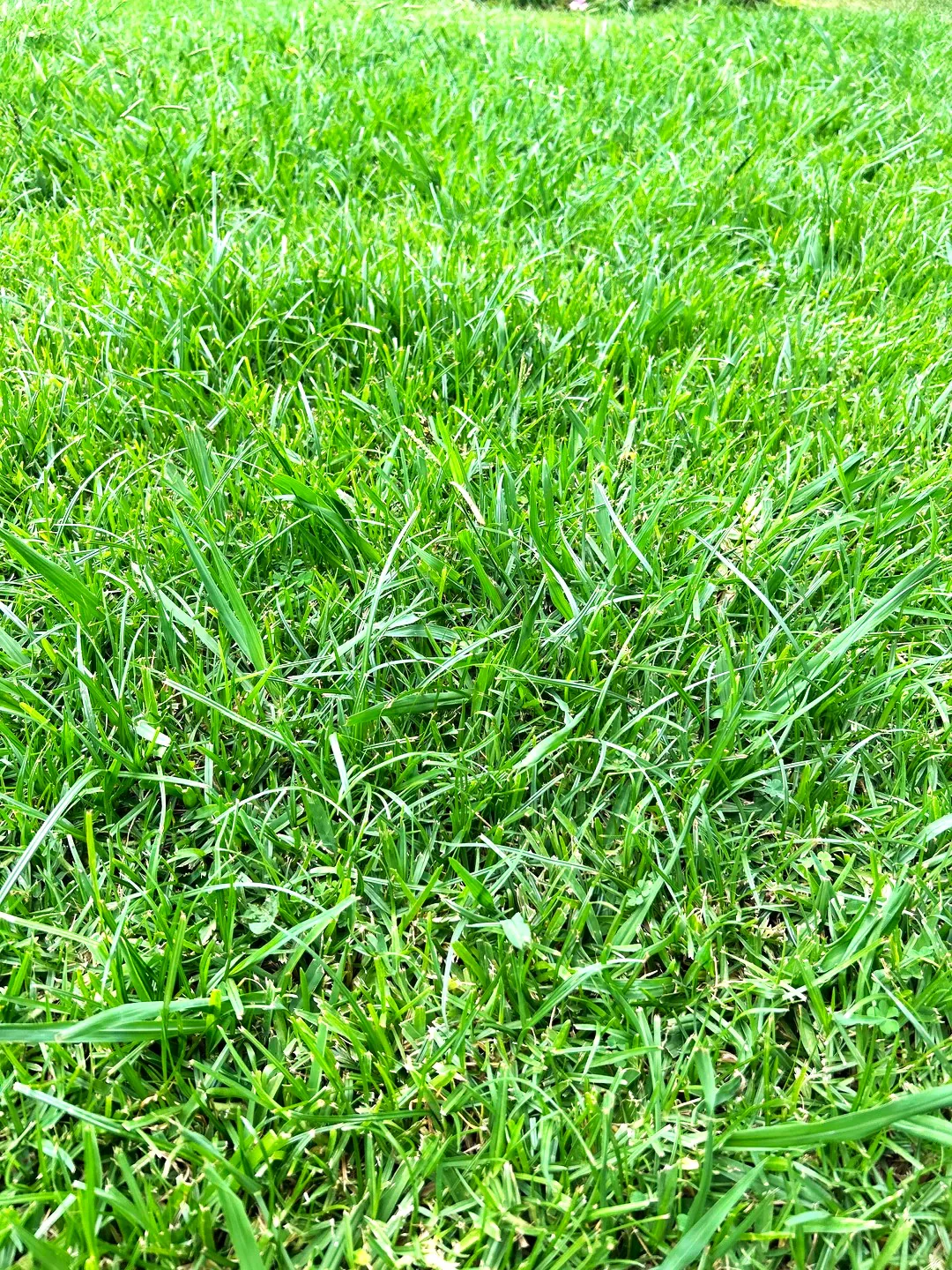 Climax Timothy Grass - Image 4