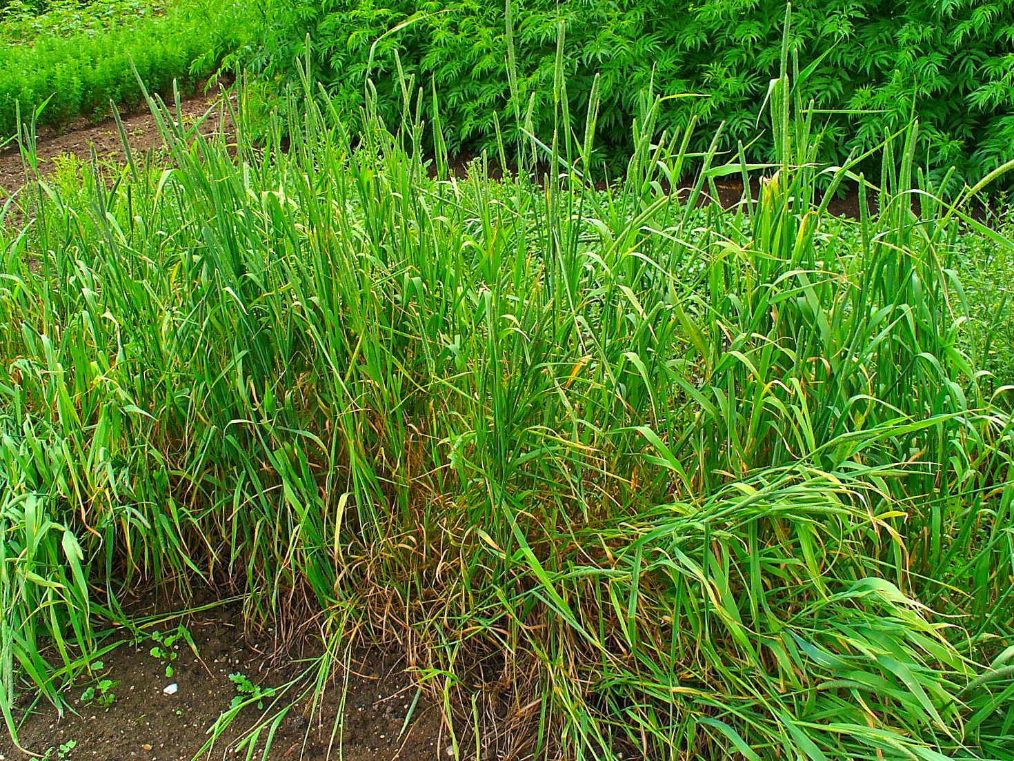 Climax Timothy Grass - Image 5