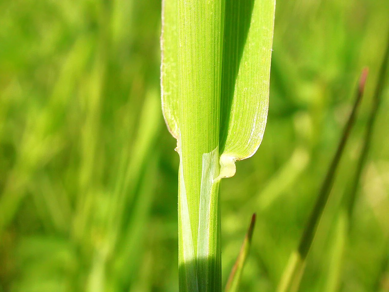 Climax Timothy Grass - Image 6