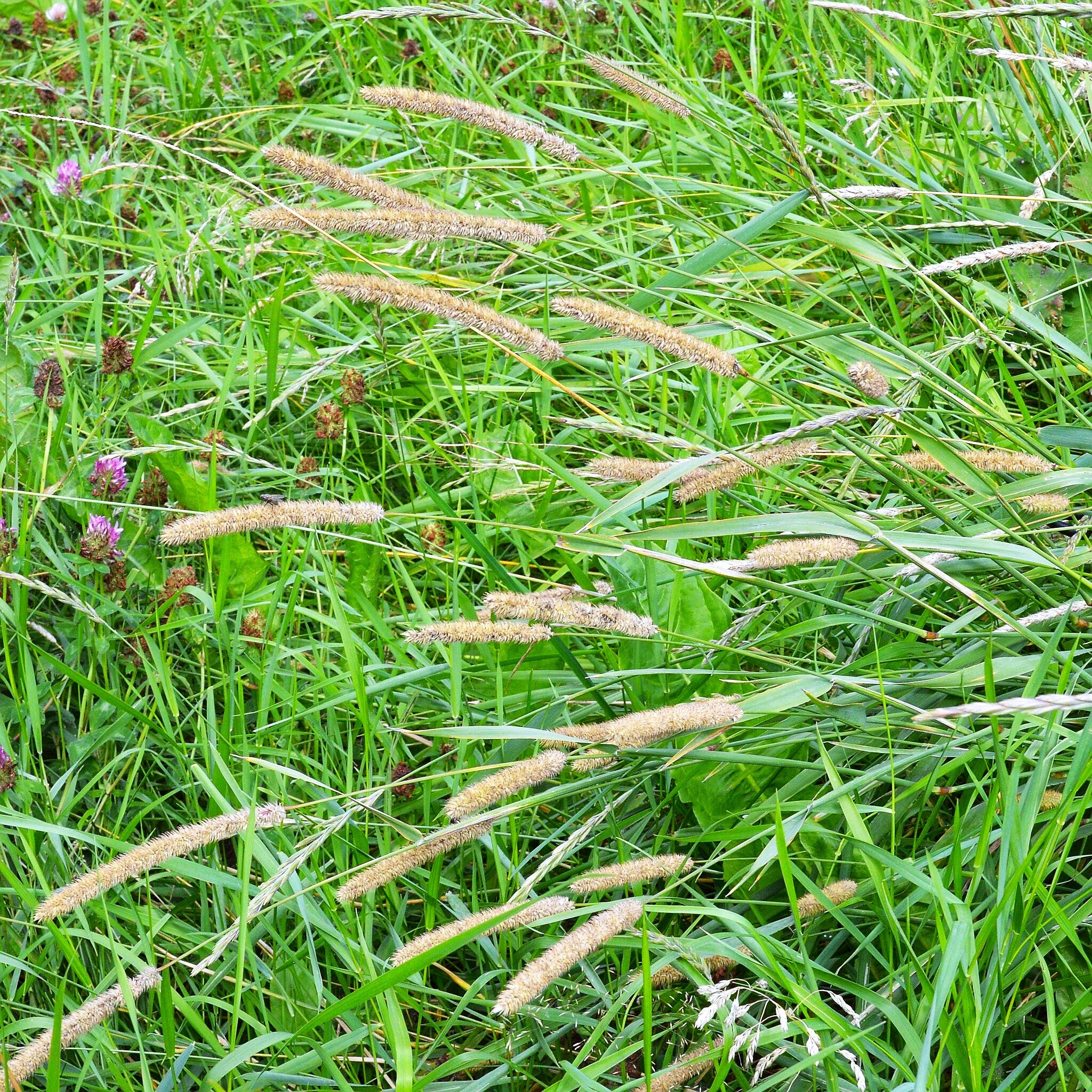 Climax Timothy Grass - Image 9