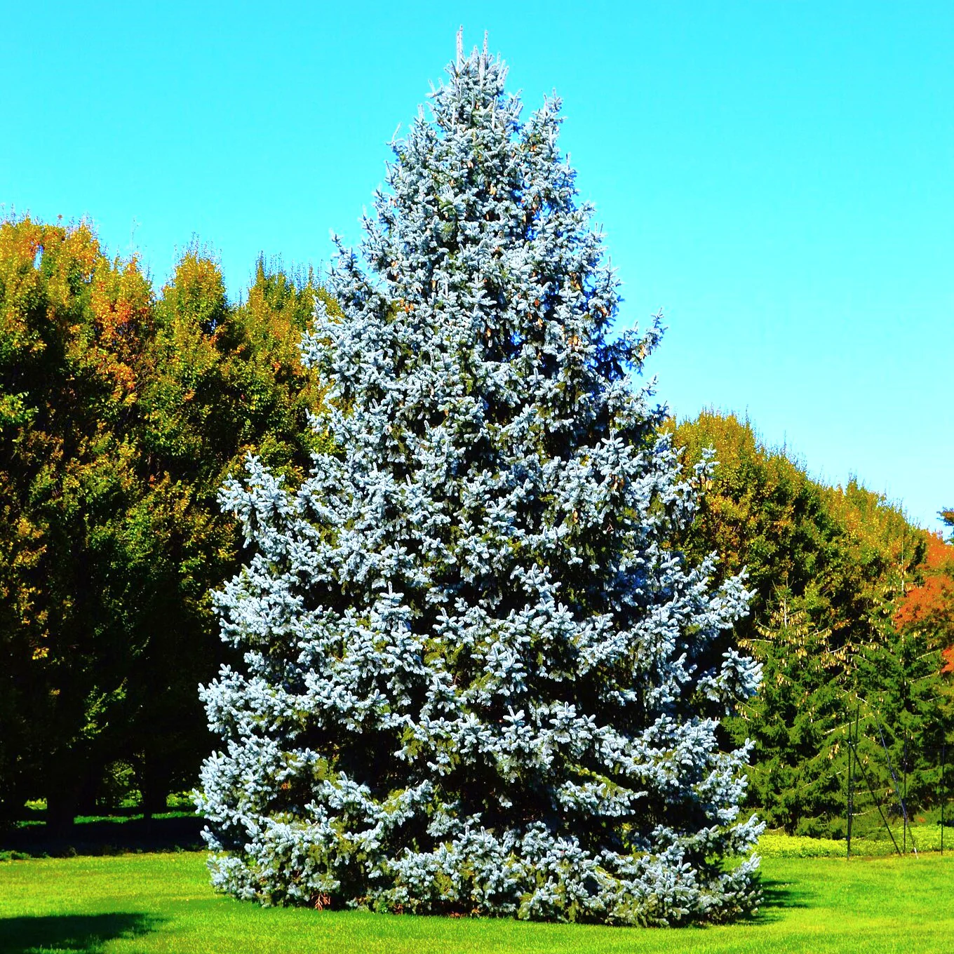 Colorado Blue Spruce Tree