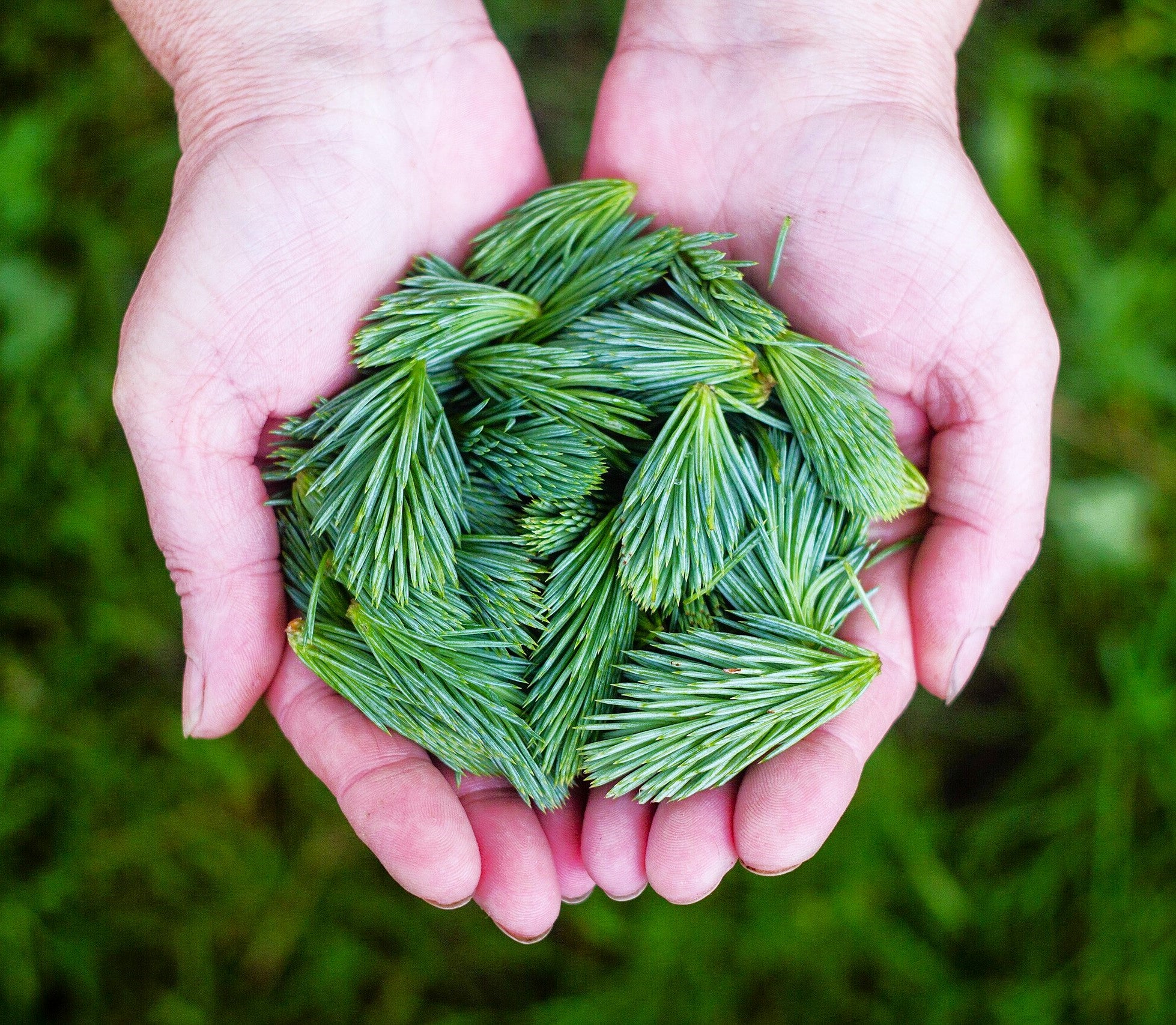 Colorado Blue Spruce Tree - Image 10