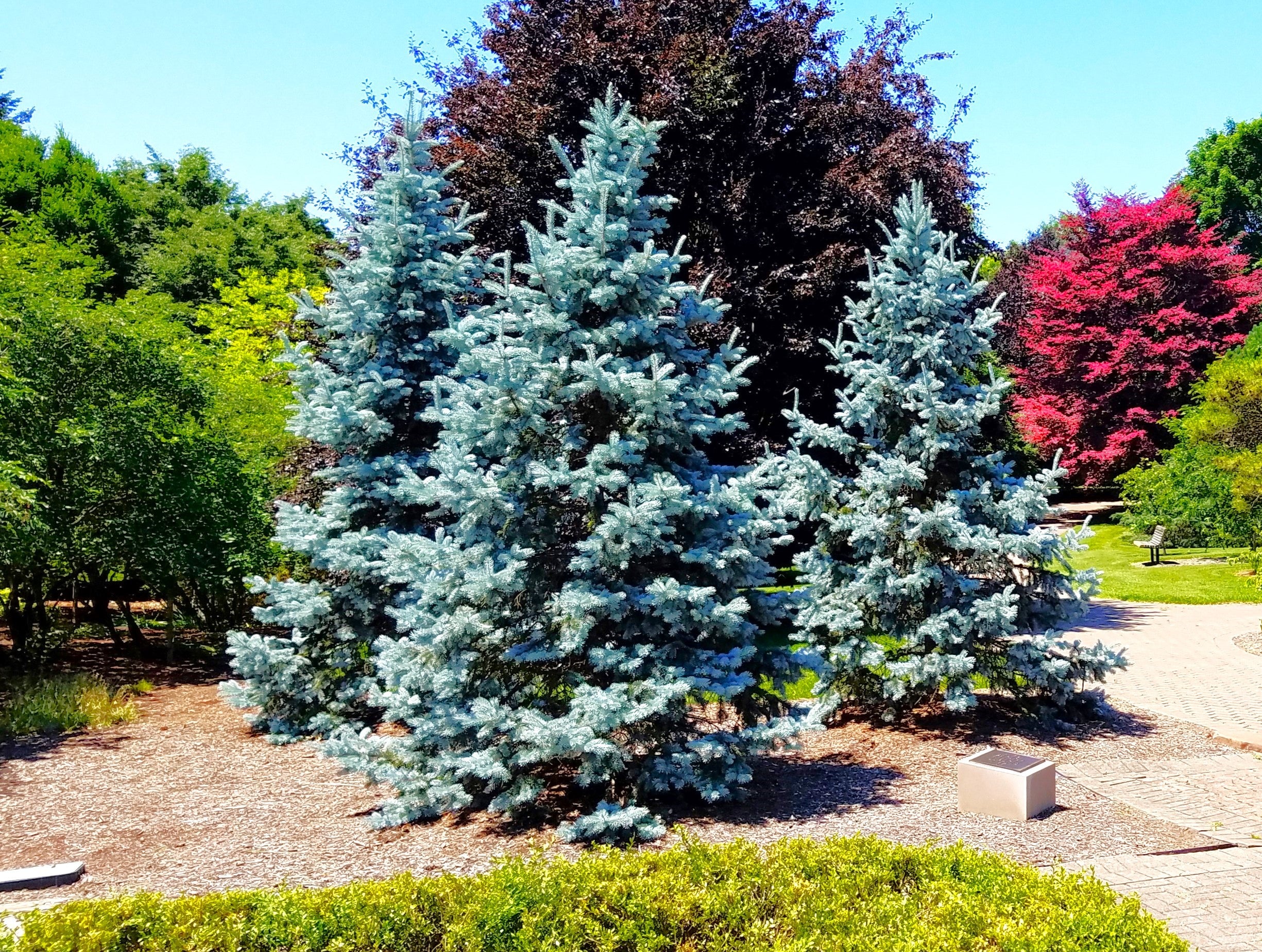 Colorado Blue Spruce Tree - Image 3