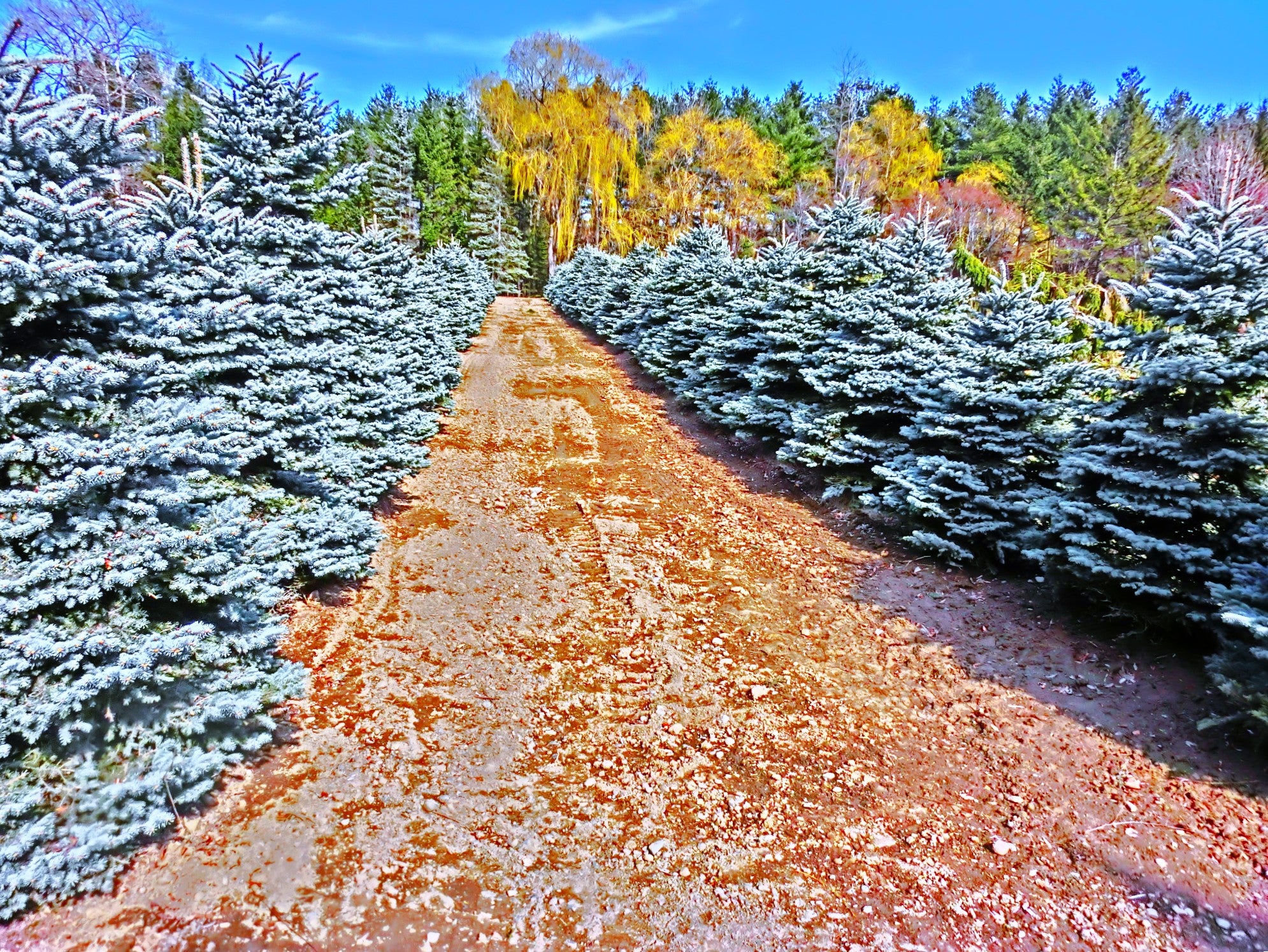 Colorado Blue Spruce Tree - Image 4