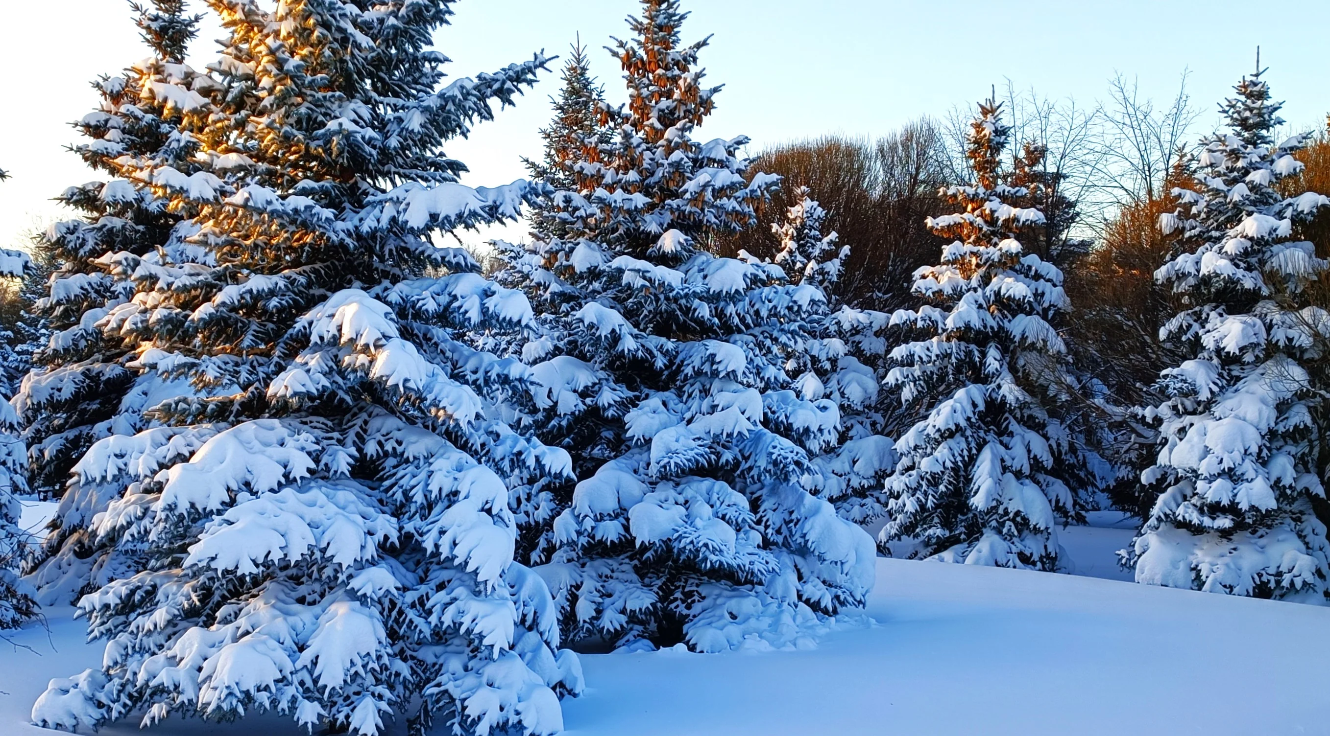 Colorado Blue Spruce Tree - Image 5