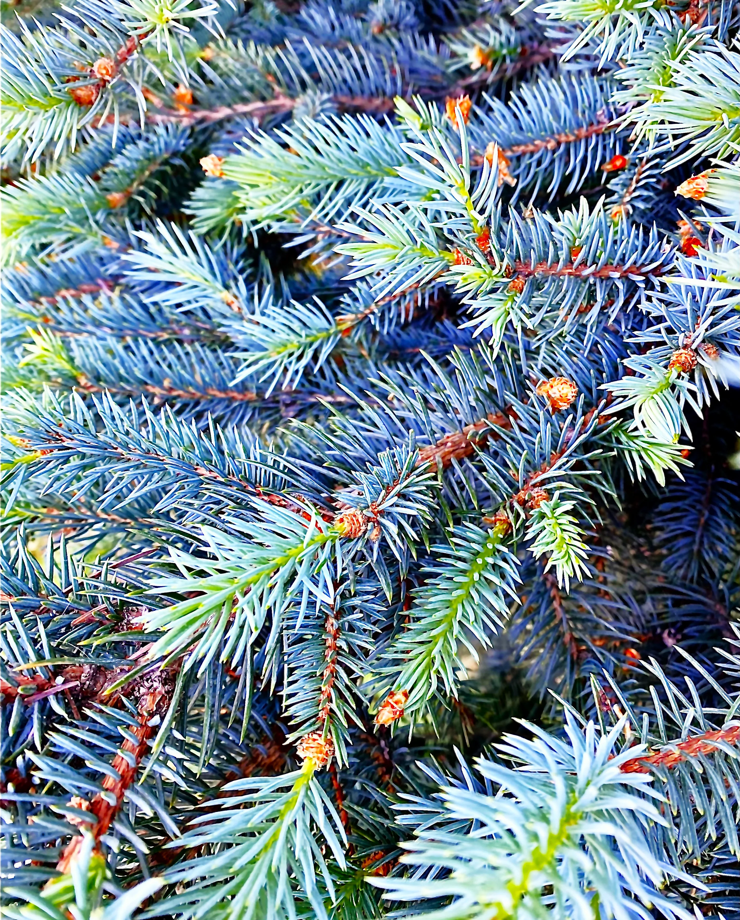 Colorado Blue Spruce Tree - Image 7