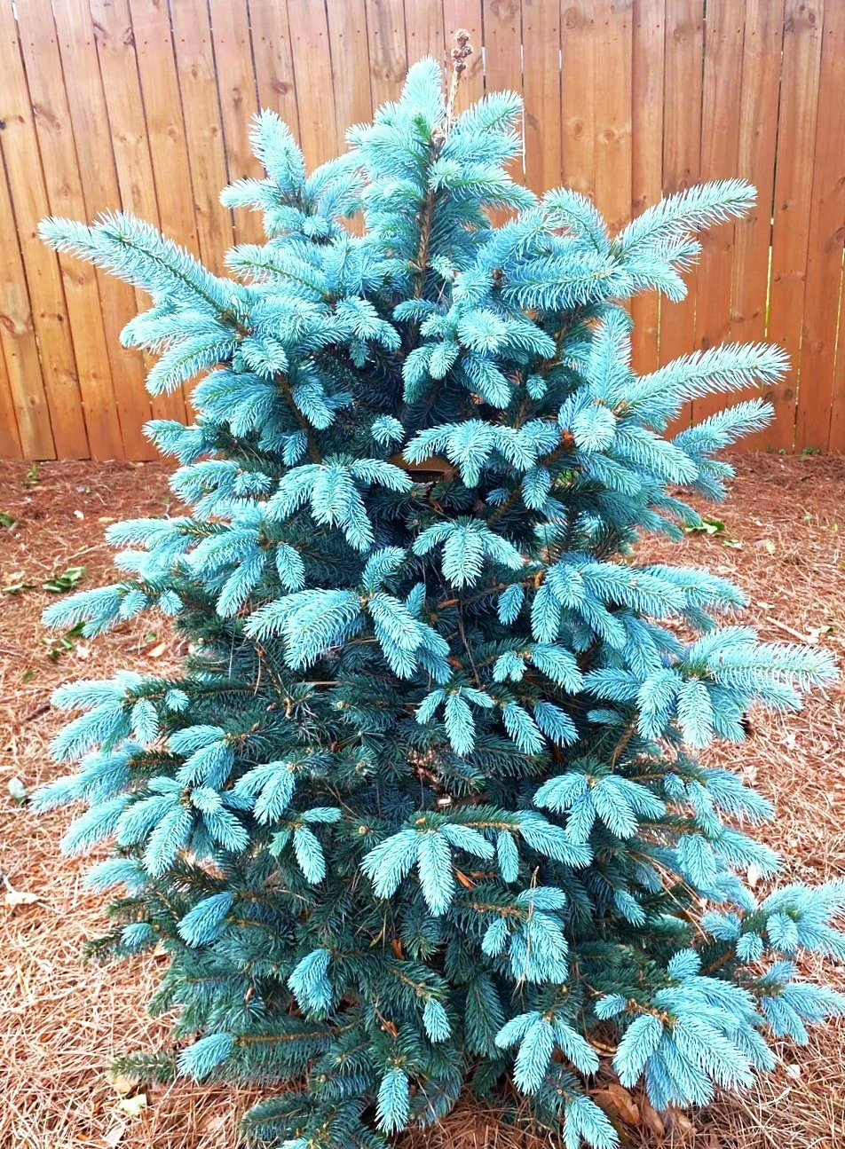 Colorado Blue Spruce Tree - Image 8