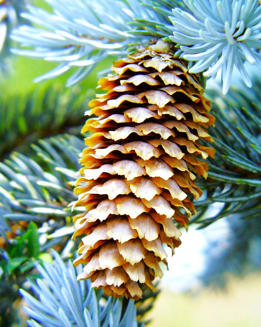 Colorado Blue Spruce Tree - Image 9