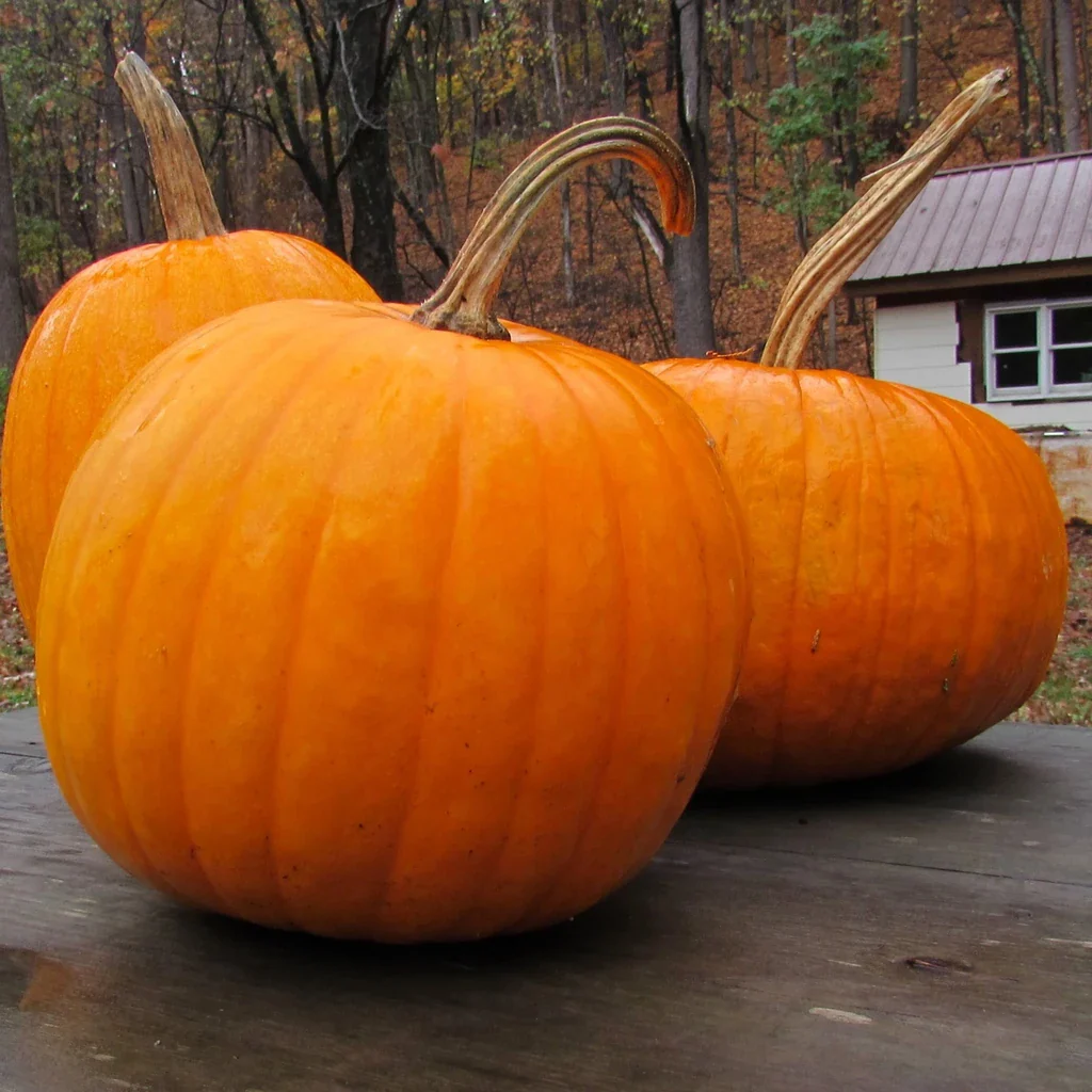 Connecticut Field Pumpkin - Image 3
