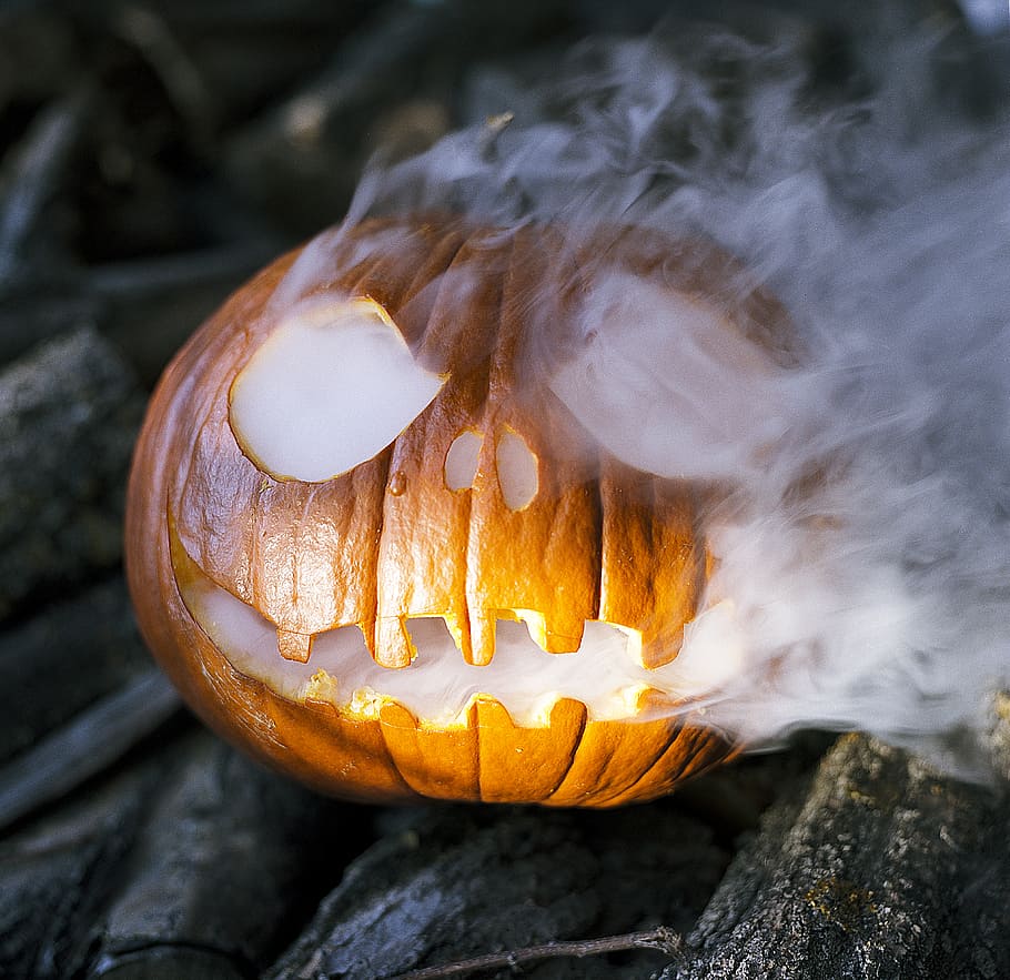 Connecticut Field Pumpkin - Image 9