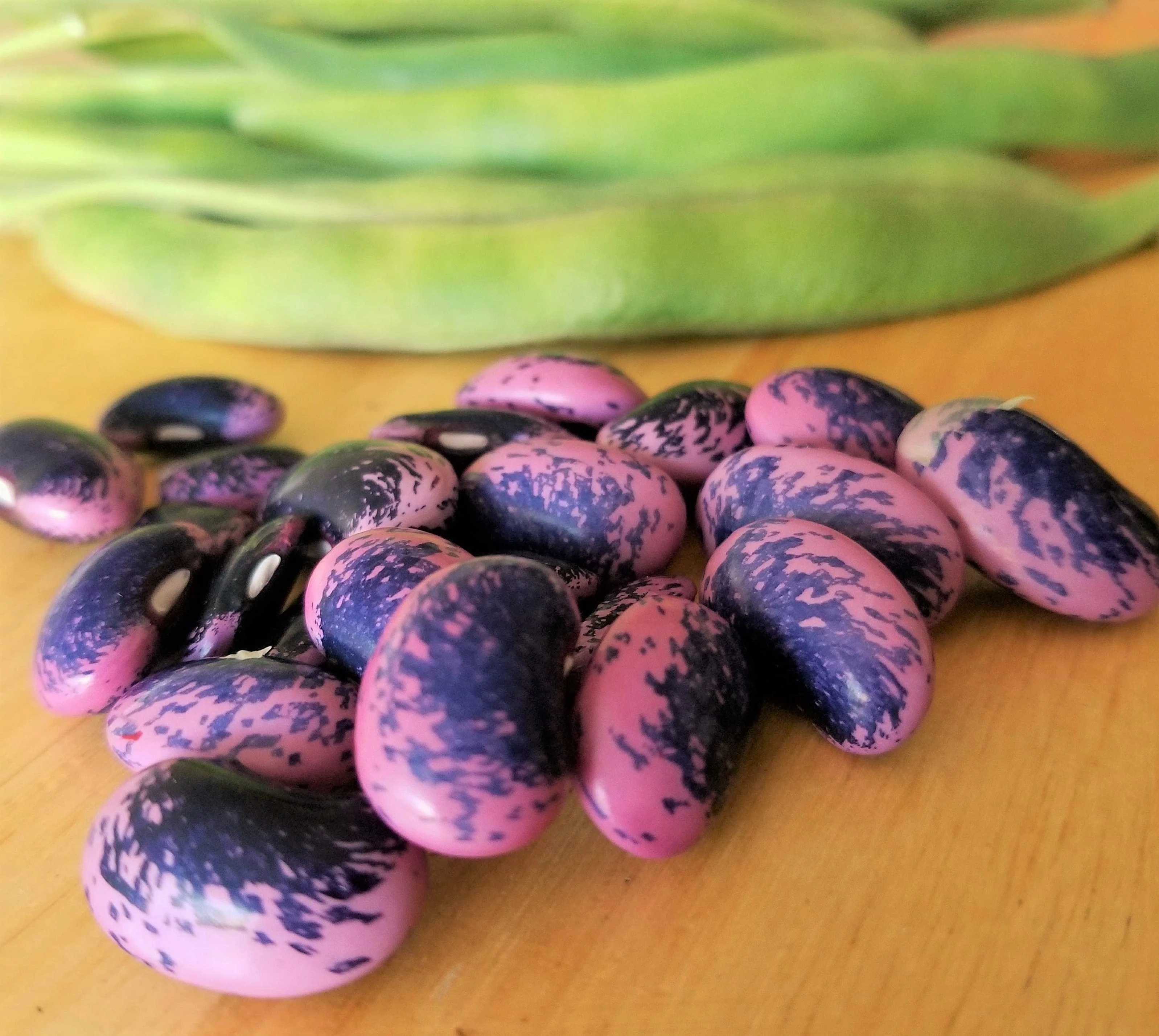 Scarlet Runner Bean (Pole) - Image 2