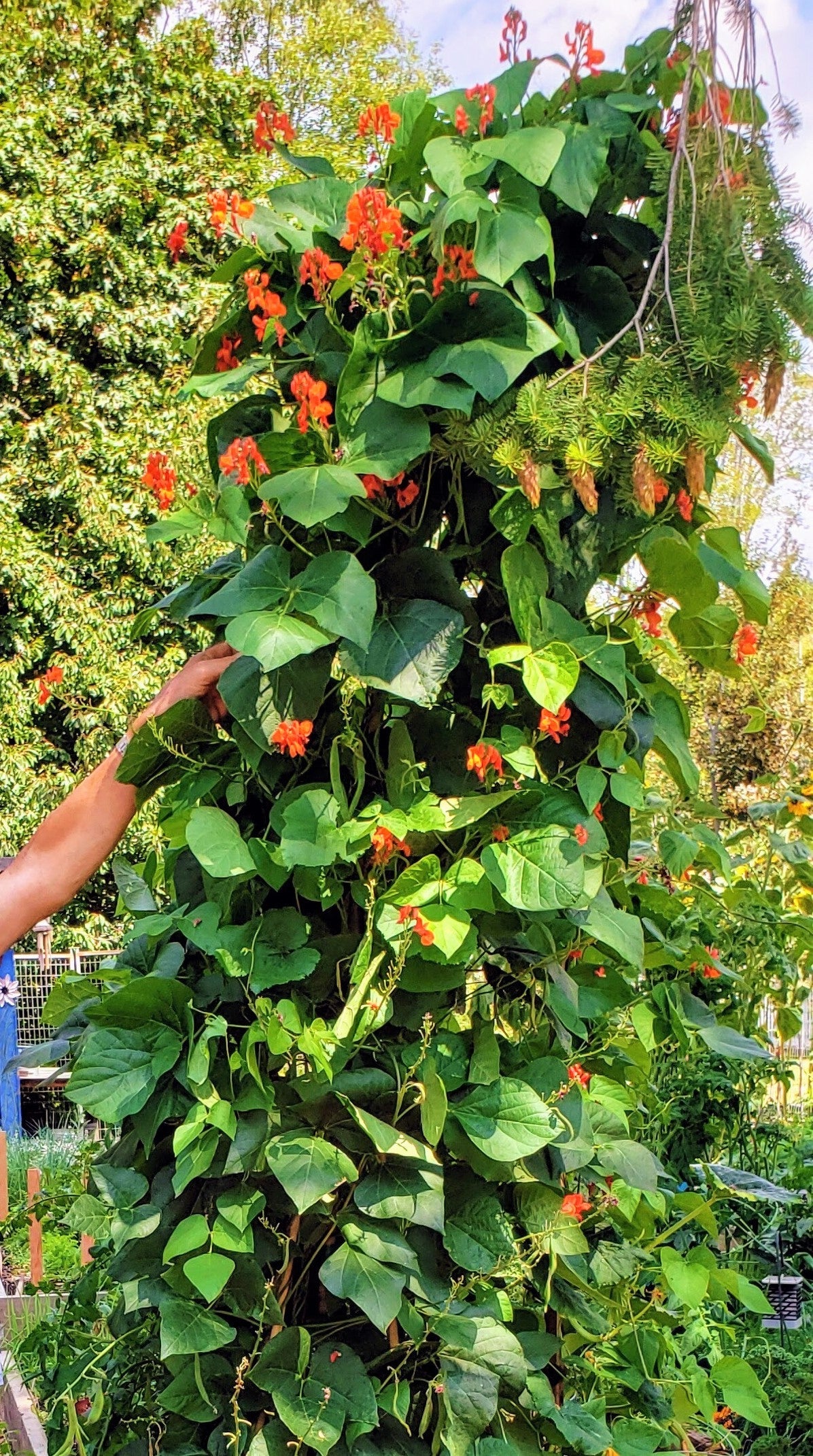 Scarlet Runner Bean (Pole) - Image 3
