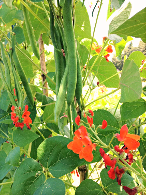 Scarlet Runner Bean (Pole) - Image 4