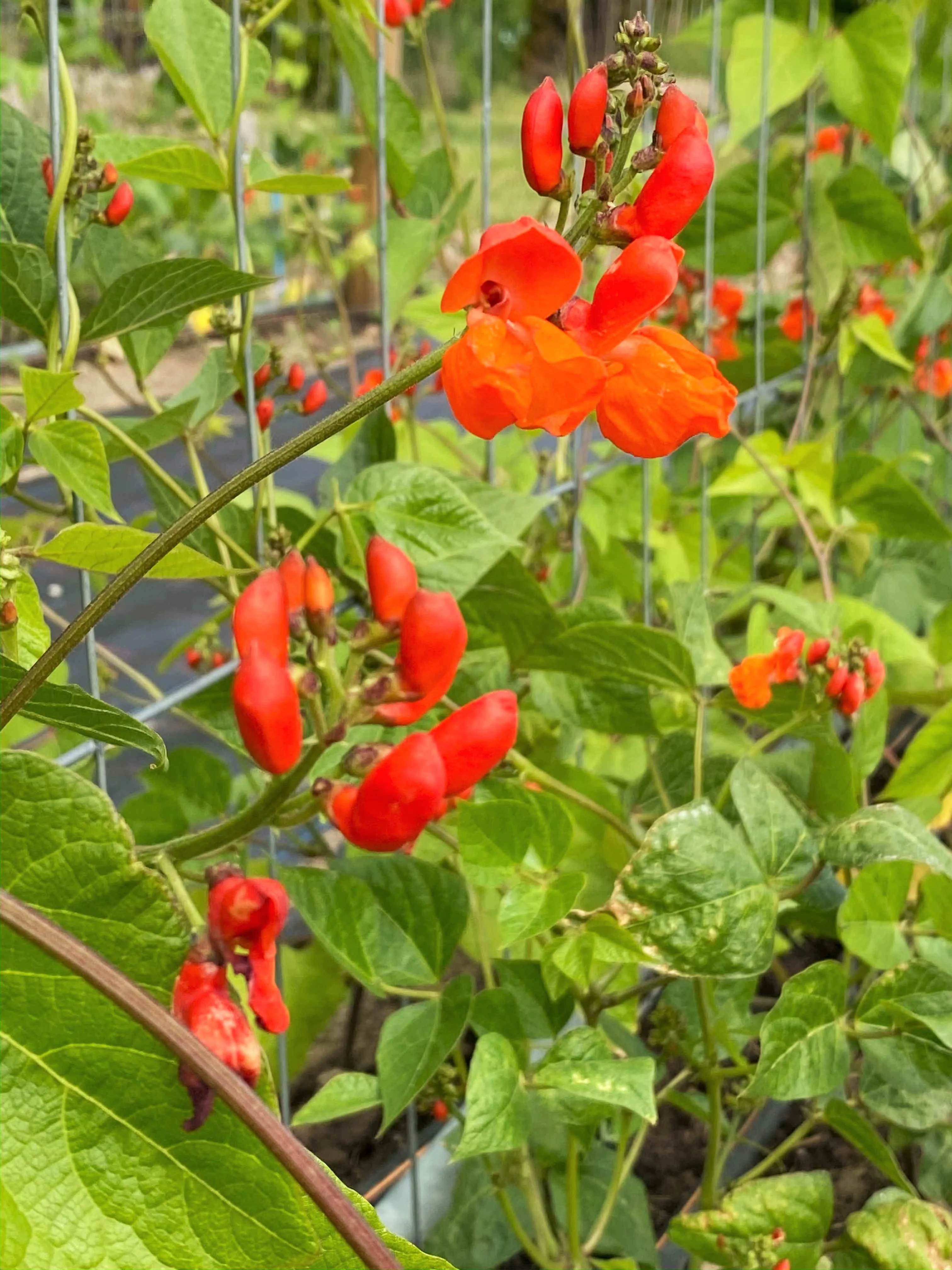 Scarlet Runner Bean (Pole) - Image 5